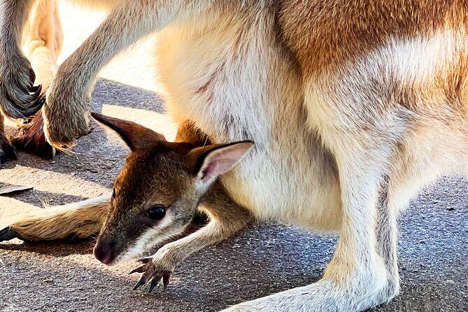 Caversham Wildlife and Swan Valley Private Tour - Final Thoughts