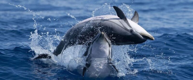 Caves & Dolphins - Combined Trip - Caves & Dolphins - Combined Trip: A Perfect Blend of Nature and Adventure in the Algarve