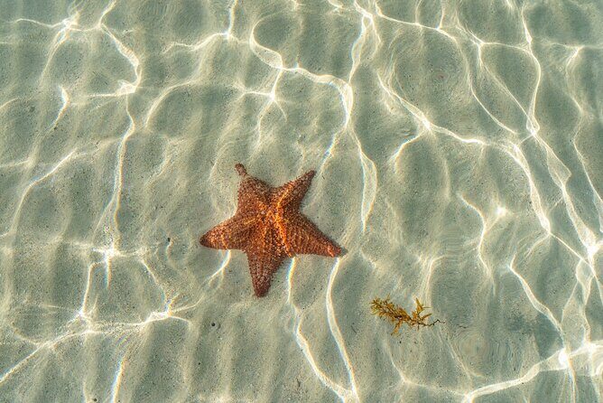 Cayman Adventure Stingrays Starfish plus Crystal Caves - A Deep Dive into the Experience