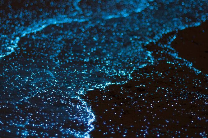Cayman Bioluminescent Bay Night Tour - FAQ