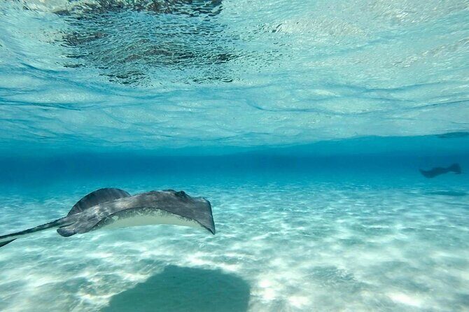 Cayman Ultimate Tour: Stingray City, Snorkeling & Beach Lunch - Final Thoughts