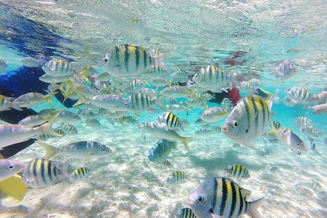 Cayo Arena, Paradise Island Tour - Key Points