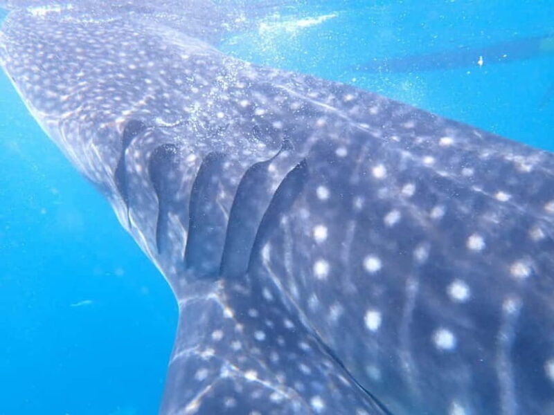 Cebu: 2-Day Private Tour Moalboal and Oslob - Frequently Asked Questions