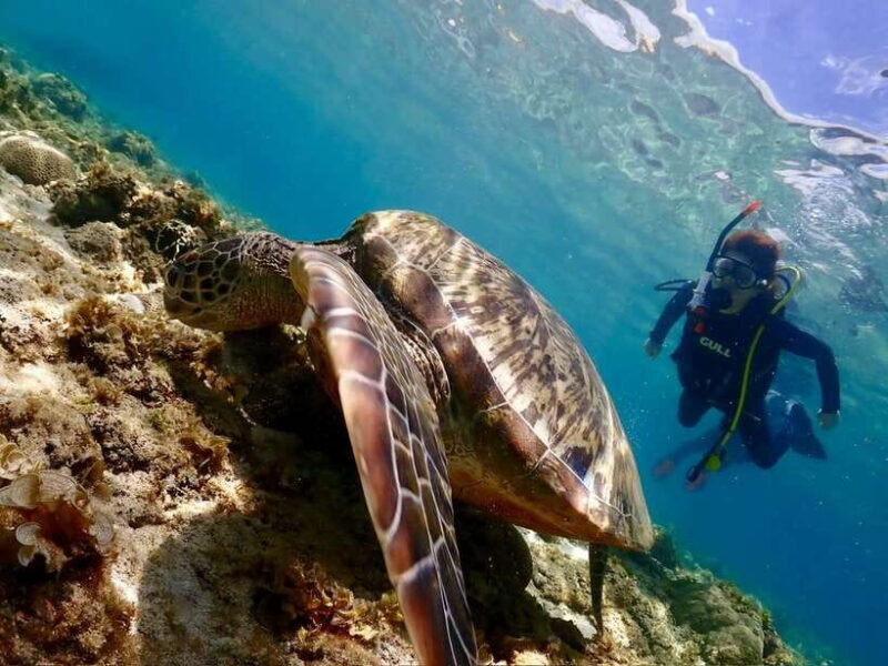 Cebu: Beach Scuba Diving Experience - What’s Included & Excluded