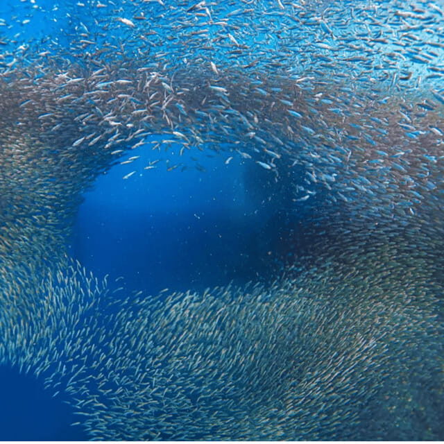 Cebu BEST: Sumilon, Whaleshark and Turtle Snorkeling Tour - Key Points