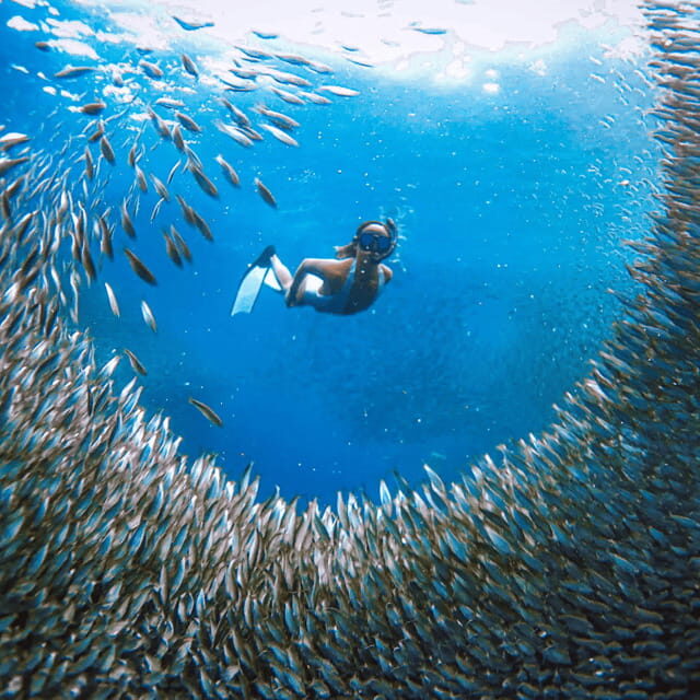 Cebu BEST: Sumilon, Whaleshark and Turtle Snorkeling Tour - The Sum Up