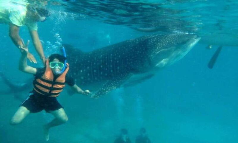 Cebu: Boat Day Trip with Whale Shark Swimming and Lunch - Key Points