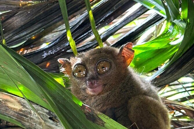 Cebu-Bohol Private Day Tour with Chocolate Hills + Ferry Tickets - A Full-Day Journey from Cebu to Bohol: What to Expect