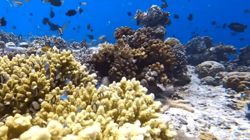 Cebu: Island Hopping Pescador,Sardine Run andTurtle Paradise - Who Should Consider This Tour?