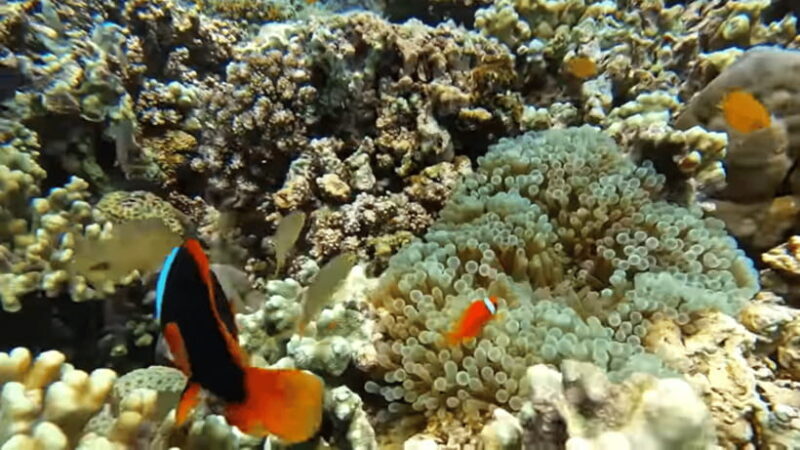 Cebu: Island Hopping Pescador,Sardine Run andTurtle Paradise - The Sum Up