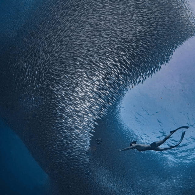 Cebu: Moalboal - Kawasan Day Tour with Badian Canyoneering - Key Points