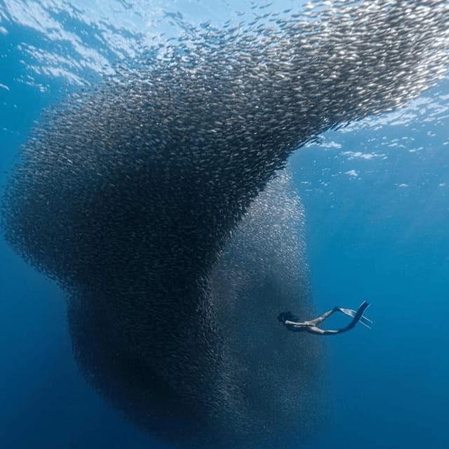 Cebu: Moalboal - Kawasan Day Tour with Badian Canyoneering - Detailed Review: Why Choose This Tour?