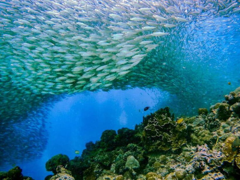 Cebu: Moalboal Sardines and Turtles Snorkeling Tour - Cebu: Moalboal Sardines and Turtles Snorkeling Tour