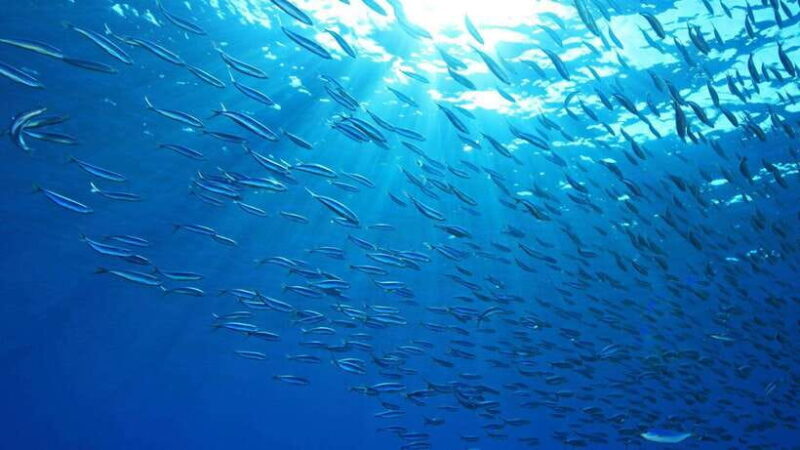 Cebu: Moalboal Sardines and Turtles Snorkeling Tour - A Detailed Look at the Moalboal Snorkeling Tour