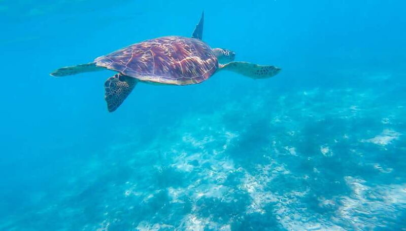 Cebu: Moalboal Sardines & Turtle Snorkeling and Canyoneering - Who Will Love This Tour?