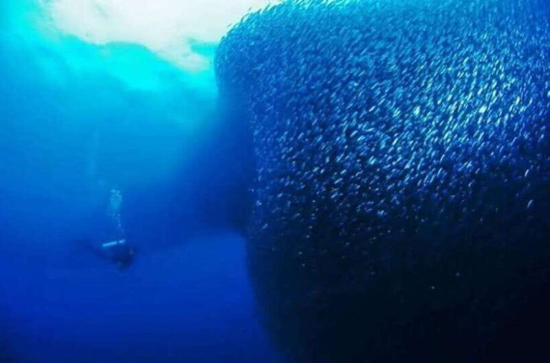 Cebu: Moalboal Scuba Diving, Sardines Run & Pescador Snorkel - An In-Depth Look at the Tour Experience