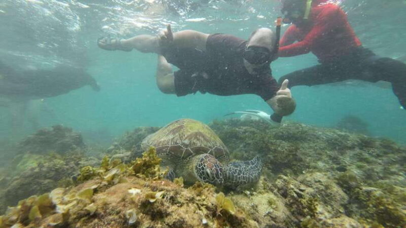 Cebu: Moalboal Snorkeling & Kawasan Canyoneering Adventure - Key Points