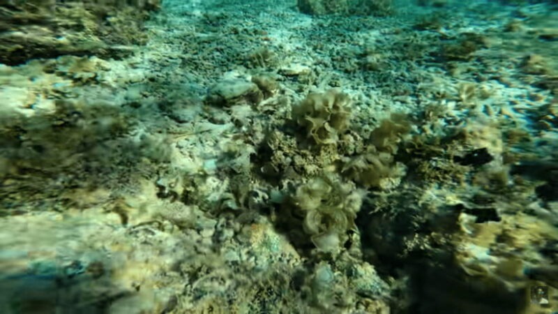 Cebu: Oslob Whale Shark and Moalboal Snorkeling Adventure - Cebu: Oslob Whale Shark and Moalboal Snorkeling Adventure