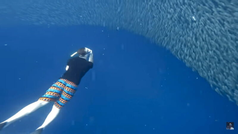 Cebu: Oslob Whale Shark and Moalboal Snorkeling Adventure - Key Points