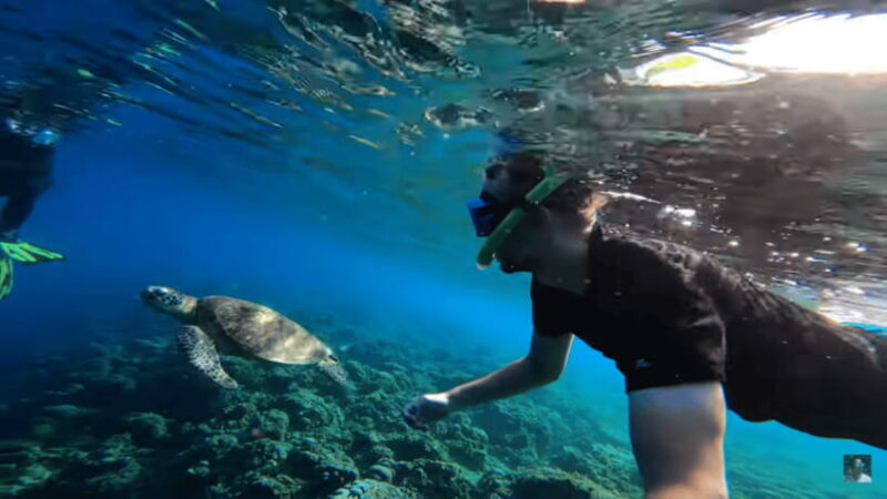 Cebu: Oslob Whale Shark and Moalboal Snorkeling Adventure - Starting Points and Pickups