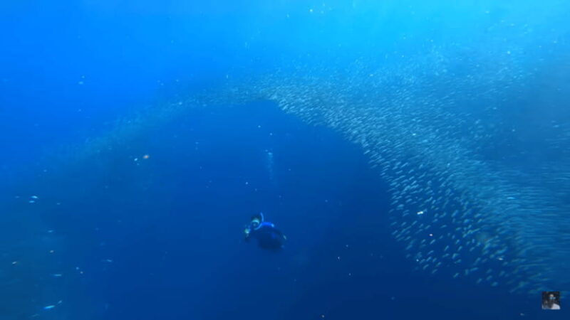 Cebu: Oslob Whale Shark and Moalboal Snorkeling Adventure - Stop 1: Oslob Whale Shark Watching