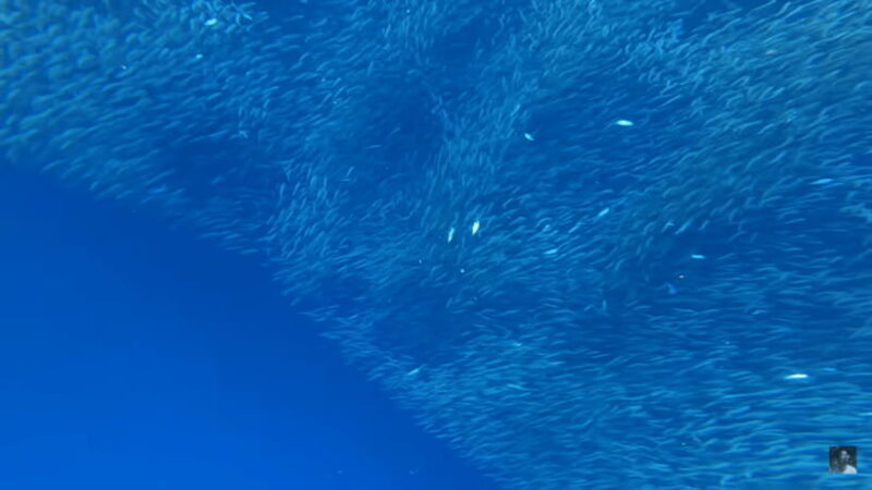 Cebu: Oslob Whale Shark and Moalboal Snorkeling Adventure - Stop 2: Moalboal Snorkeling