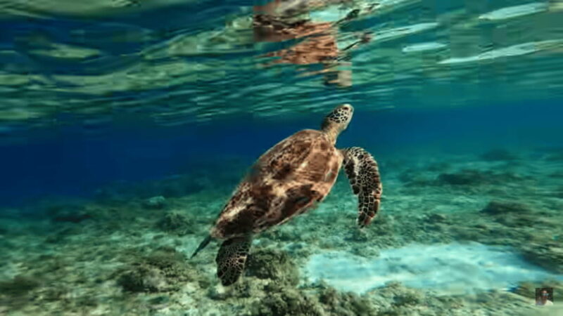 Cebu: Oslob Whale Shark and Moalboal Snorkeling Adventure - Practical Tips for Travelers