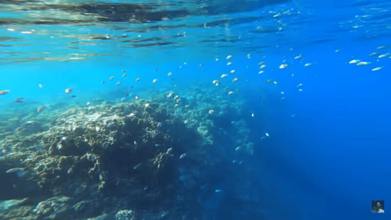 Cebu: Oslob Whale Shark and Moalboal Snorkeling Adventure - Authentic Experiences and Real Feedback