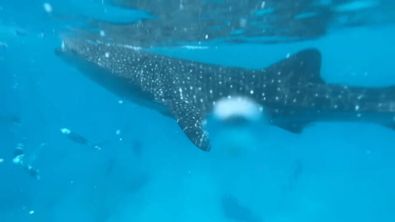 Cebu: Oslob Whale Shark and Moalboal Snorkeling Tour - An In-Depth Look at the Tour Experience