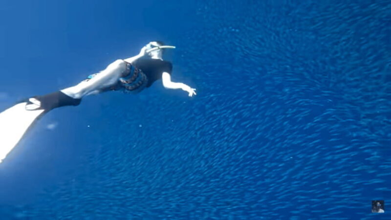 Cebu: Oslob Whale Shark and Moalboal Snorkeling Tour - Final Words