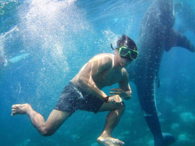 Cebu: Oslob Whale Shark Encounter & SUMILON with Transfers - Key Points