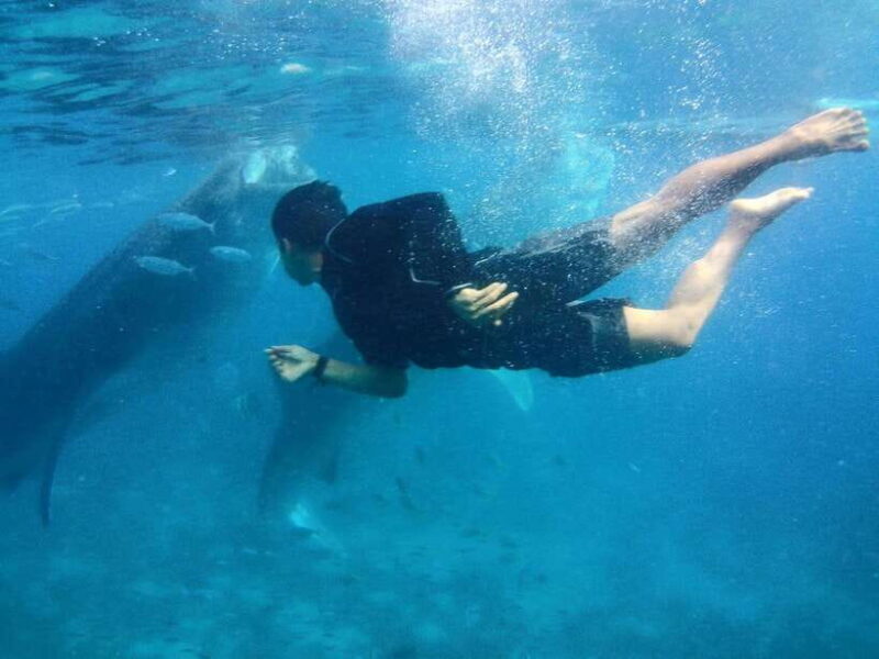 Cebu: Oslob Whale Shark Encounter & SUMILON with Transfers - An In-Depth Look at the Tour Experience