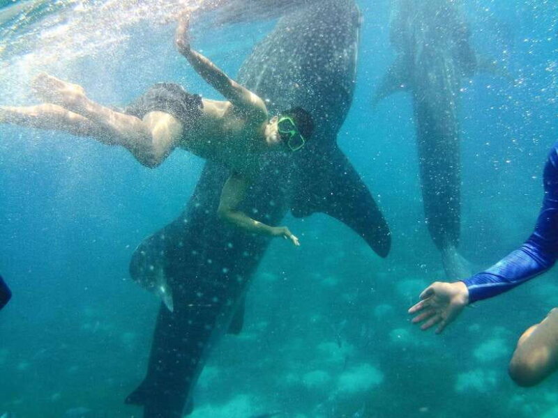 Cebu: Oslob Whale Shark Encounter & SUMILON with Transfers - Final Thoughts on Value