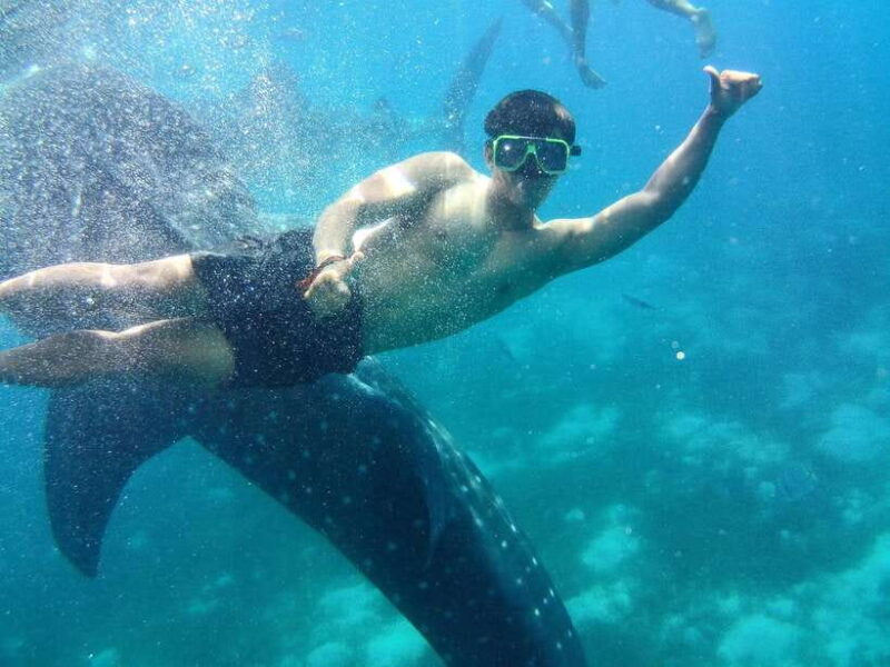 Cebu: Oslob Whale Shark Encounter & SUMILON with Transfers - FAQ