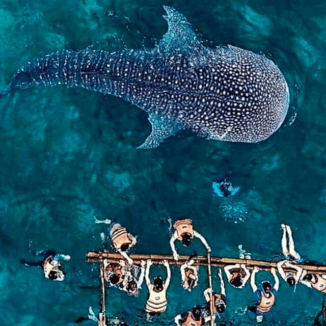 Cebu: Oslob Whale Shark, Sumilon, Ruins, Simala Church - Who Is This Tour Best Suited For?