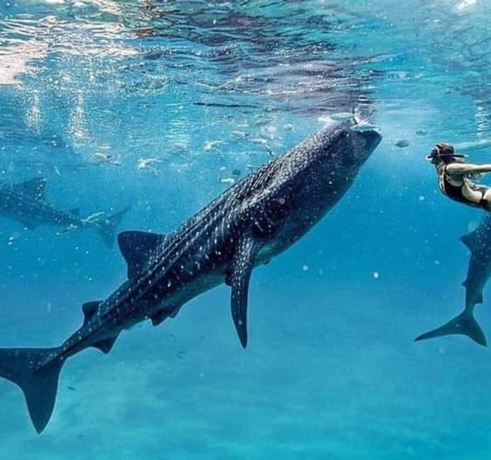 Cebu: Oslob Whale Shark Swim and Sumilon Island Day Tour - Who Should Consider This Tour?