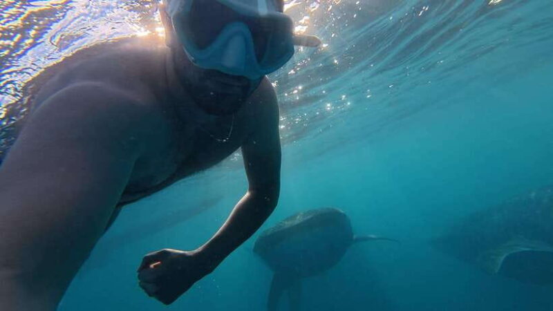 Cebu Oslob Whale Shark Swimming & Kawasan Falls Canyoneering - Authentic Experiences and Authentic Guides