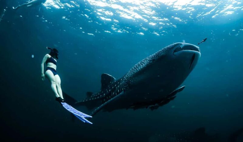 Cebu Oslob Whale Shark Swimming & Kawasan Falls Canyoneering - Who Would Love This Tour?