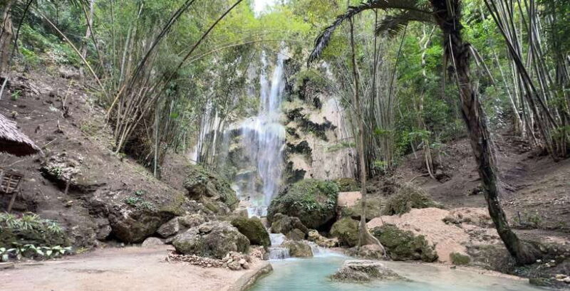 Cebu: Oslob Whale Shark Swimming - Potential Drawbacks & Considerations