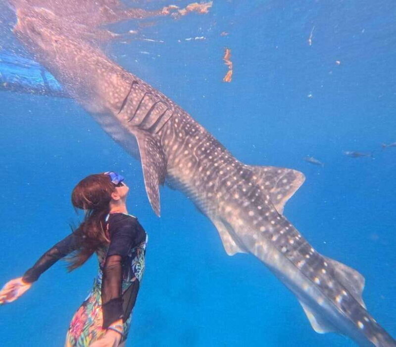 Cebu: Oslob Whale Shark Watching and Badian Canyoneering - An In-Depth Look at the Tour Experience