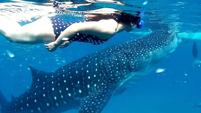 Cebu: Oslob Whale Shark Watching and Inambakan Waterfalls - Detailed Review of the Tour Experience