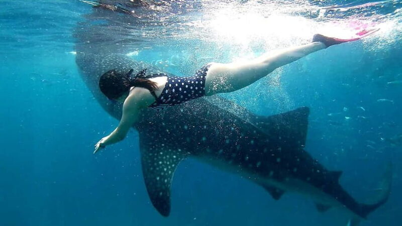 Cebu Oslob: Whale Shark Watching Experience - An In-Depth Look at the Oslob Whale Shark Tour