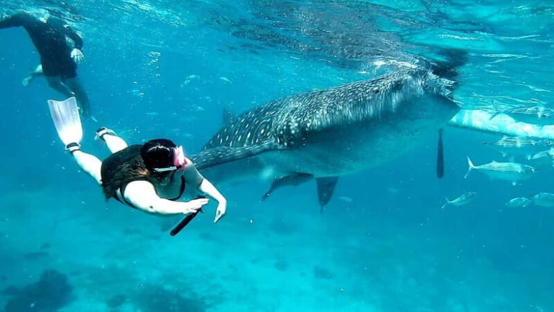 Cebu Oslob: Whale Shark Watching Experience - FAQs