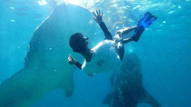 Cebu: Oslob Whale Shark Watching Tour with Hotel Transfer - What’s Included and What’s Not