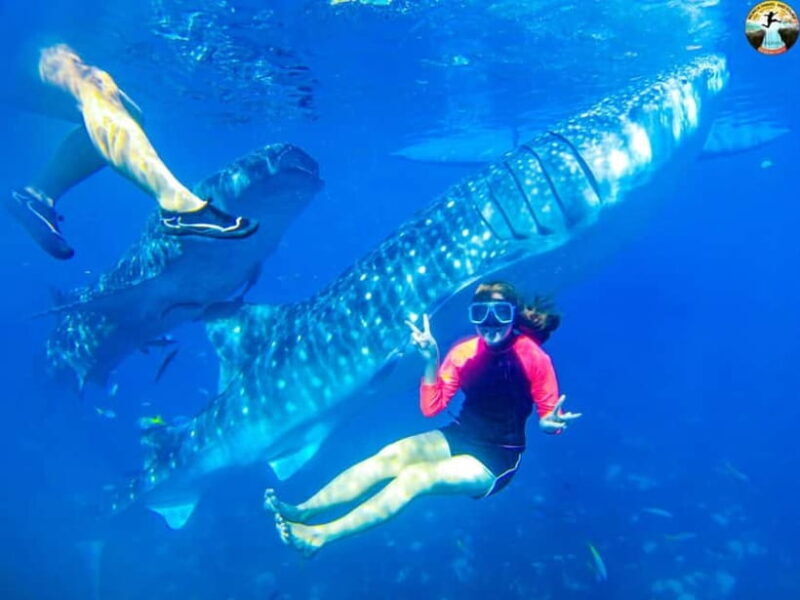 Cebu: Oslob Whale Sharks & Kawasan Canyoneering Group Tour - What Makes This Tour Stand Out?