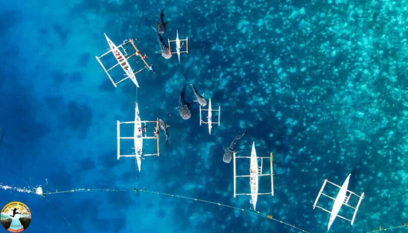 Cebu: Oslob Whale Sharks & Kawasan Canyoneering Group Tour - Who Should Consider This Tour?