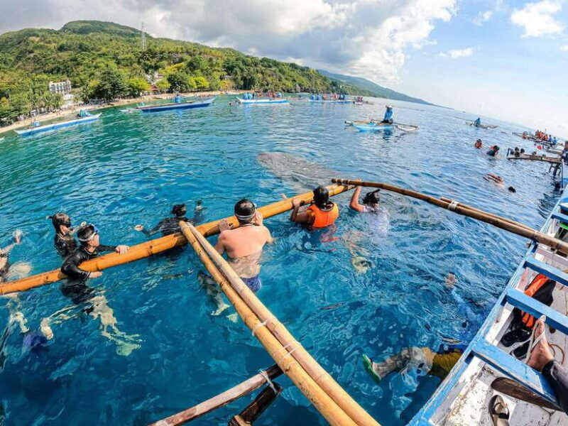 Cebu: Oslob Whale Sharks, Moalboal Sardine Run & Turtles - Key Points