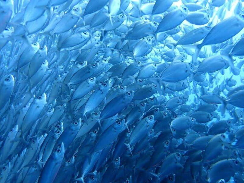 Cebu: Oslob Whale Sharks, Moalboal Sardine Run & Turtles - Who Will Love This Tour?