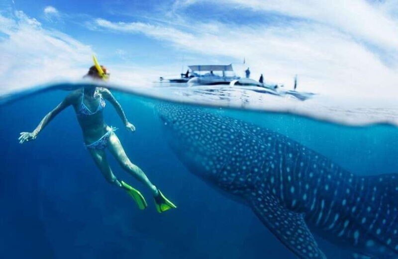Cebu: Oslob Whale Sharks, Tumalog Falls & Sardine Snorkeling - Key Points