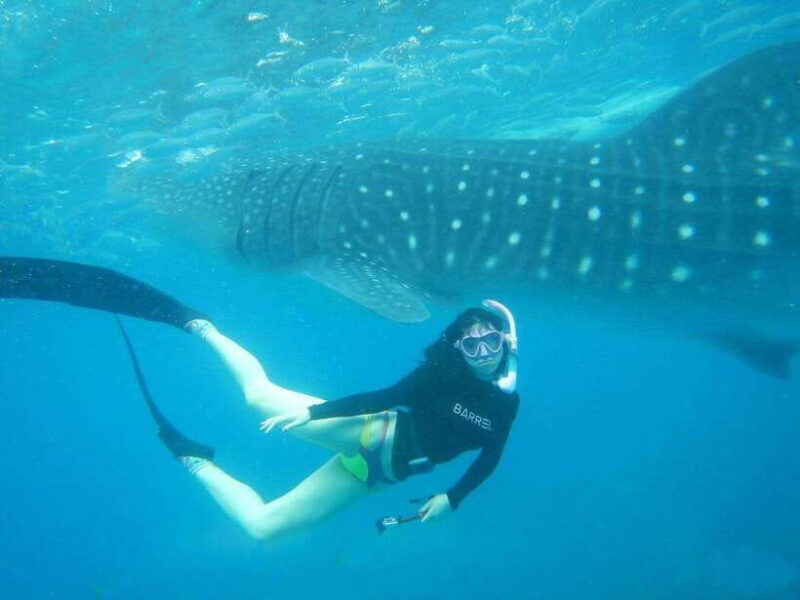 Cebu: Oslob Whale Sharks, Tumalog Falls & Sardine Snorkeling - What’s Included and What to Consider